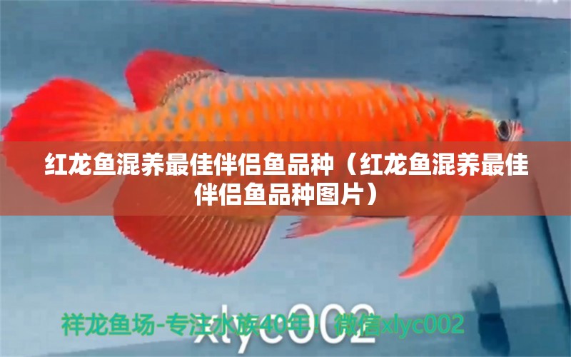 紅龍魚(yú)混養(yǎng)最佳伴侶魚(yú)品種（紅龍魚(yú)混養(yǎng)最佳伴侶魚(yú)品種圖片） 祥龍水族醫(yī)院