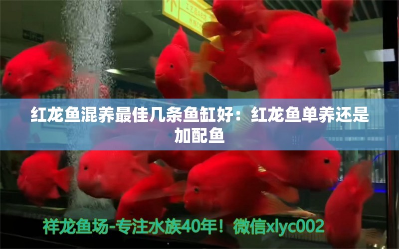 紅龍魚混養(yǎng)最佳幾條魚缸好：紅龍魚單養(yǎng)還是加配魚