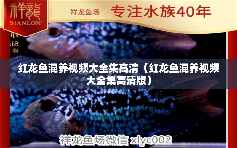 紅龍魚混養(yǎng)視頻大全集高清（紅龍魚混養(yǎng)視頻大全集高清版）