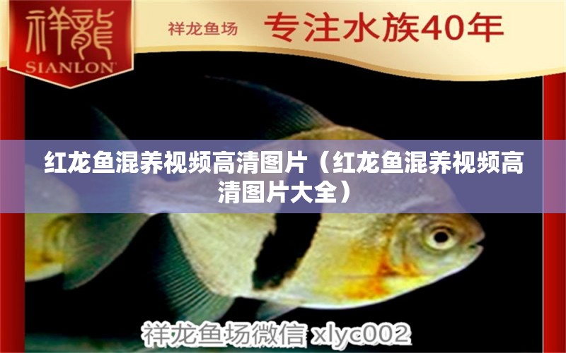 紅龍魚混養(yǎng)視頻高清圖片（紅龍魚混養(yǎng)視頻高清圖片大全）