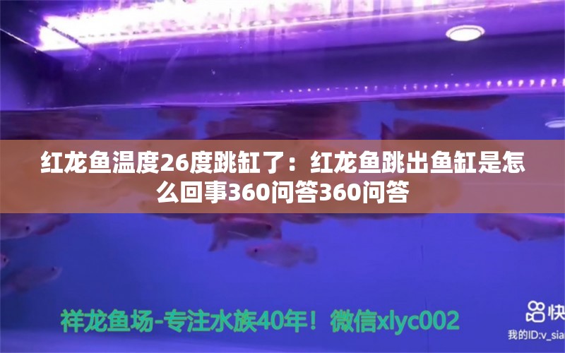 紅龍魚(yú)溫度26度跳缸了：紅龍魚(yú)跳出魚(yú)缸是怎么回事360問(wèn)答360問(wèn)答 龍魚(yú)百科 第2張