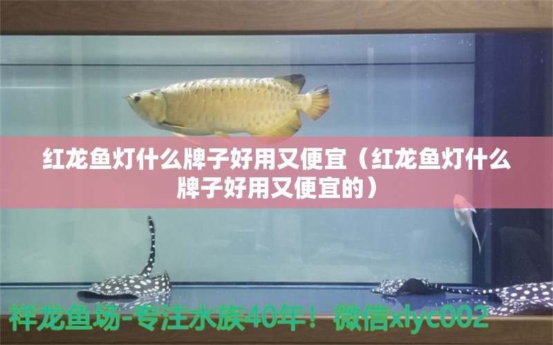 紅龍魚(yú)燈什么牌子好用又便宜（紅龍魚(yú)燈什么牌子好用又便宜的） 祥龍水族醫(yī)院