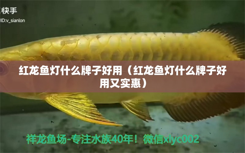 紅龍魚燈什么牌子好用（紅龍魚燈什么牌子好用又實惠）