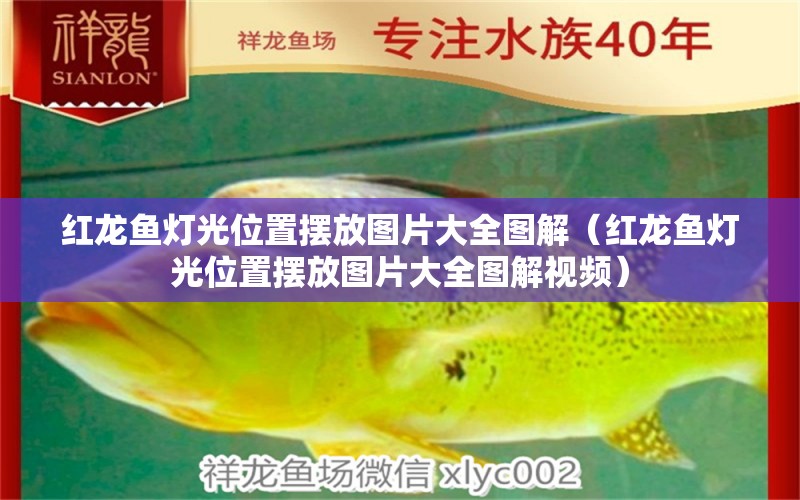 紅龍魚燈光位置擺放圖片大全圖解（紅龍魚燈光位置擺放圖片大全圖解視頻） 量子養(yǎng)魚技術(shù)