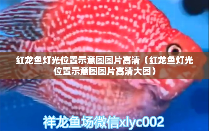 紅龍魚燈光位置示意圖圖片高清（紅龍魚燈光位置示意圖圖片高清大圖）