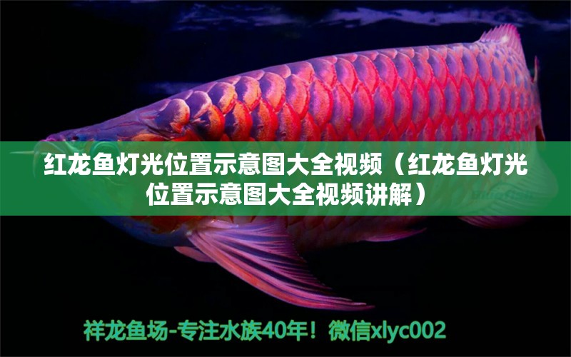 紅龍魚燈光位置示意圖大全視頻（紅龍魚燈光位置示意圖大全視頻講解）