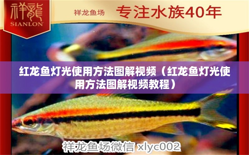 紅龍魚燈光使用方法圖解視頻（紅龍魚燈光使用方法圖解視頻教程）