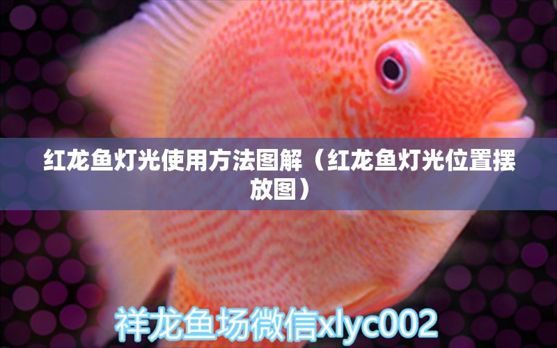 紅龍魚燈光使用方法圖解（紅龍魚燈光位置擺放圖）