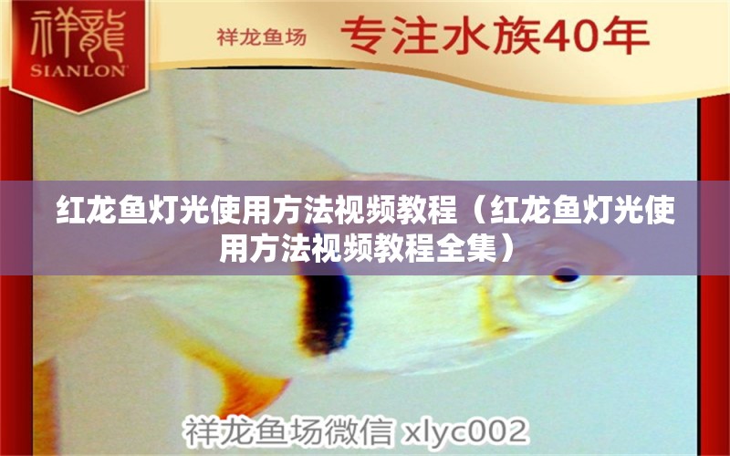 紅龍魚燈光使用方法視頻教程（紅龍魚燈光使用方法視頻教程全集）