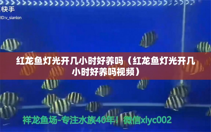 紅龍魚燈光開幾小時(shí)好養(yǎng)嗎（紅龍魚燈光開幾小時(shí)好養(yǎng)嗎視頻） 印尼紅龍魚