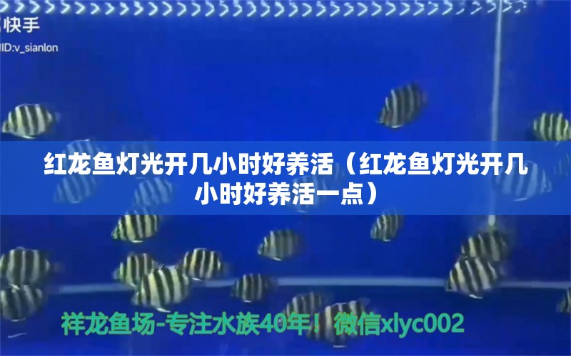 紅龍魚燈光開幾小時好養(yǎng)活（紅龍魚燈光開幾小時好養(yǎng)活一點） 印尼紅龍魚