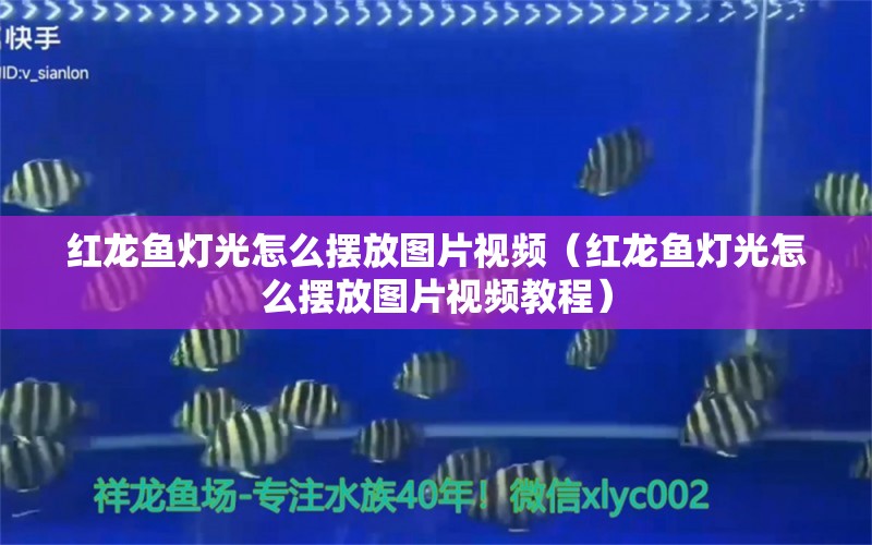 紅龍魚燈光怎么擺放圖片視頻（紅龍魚燈光怎么擺放圖片視頻教程） 印尼紅龍魚