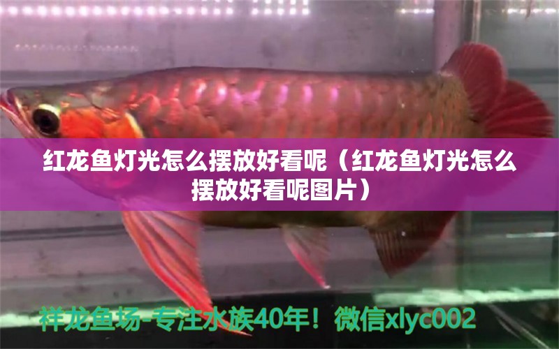 紅龍魚燈光怎么擺放好看呢（紅龍魚燈光怎么擺放好看呢圖片） 印尼紅龍魚