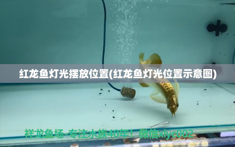 紅龍魚燈光擺放位置(紅龍魚燈光位置示意圖) 印尼紅龍魚 第1張