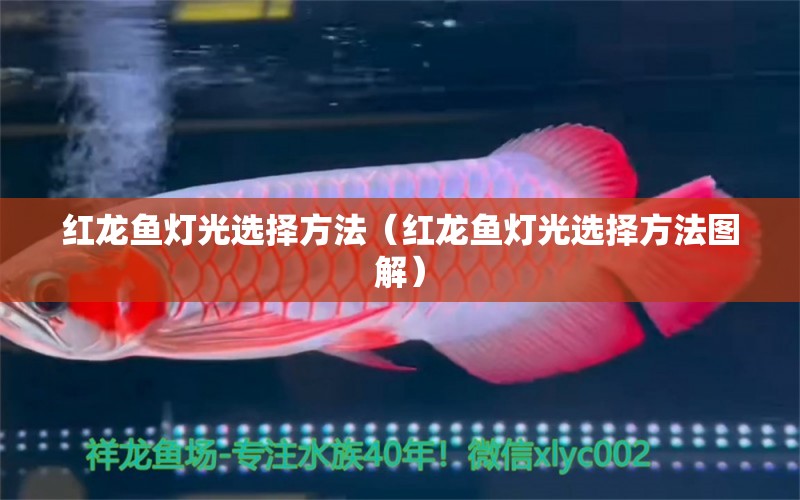 紅龍魚燈光選擇方法（紅龍魚燈光選擇方法圖解） 印尼紅龍魚