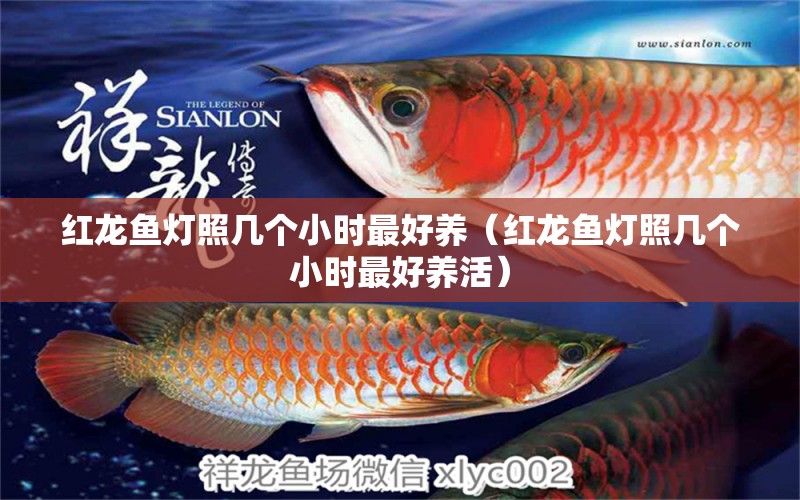 紅龍魚燈照幾個小時最好養(yǎng)（紅龍魚燈照幾個小時最好養(yǎng)活）