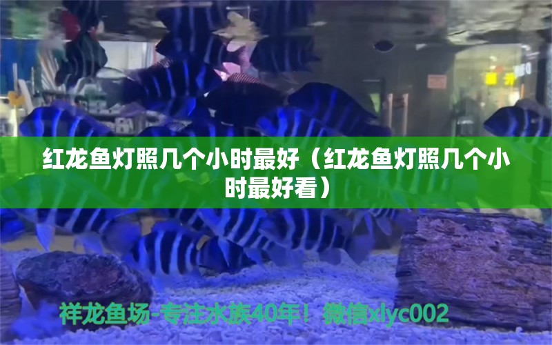 紅龍魚燈照幾個小時最好（紅龍魚燈照幾個小時最好看）