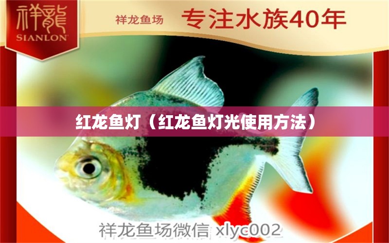 紅龍魚燈（紅龍魚燈光使用方法） 廣州龍魚批發(fā)市場