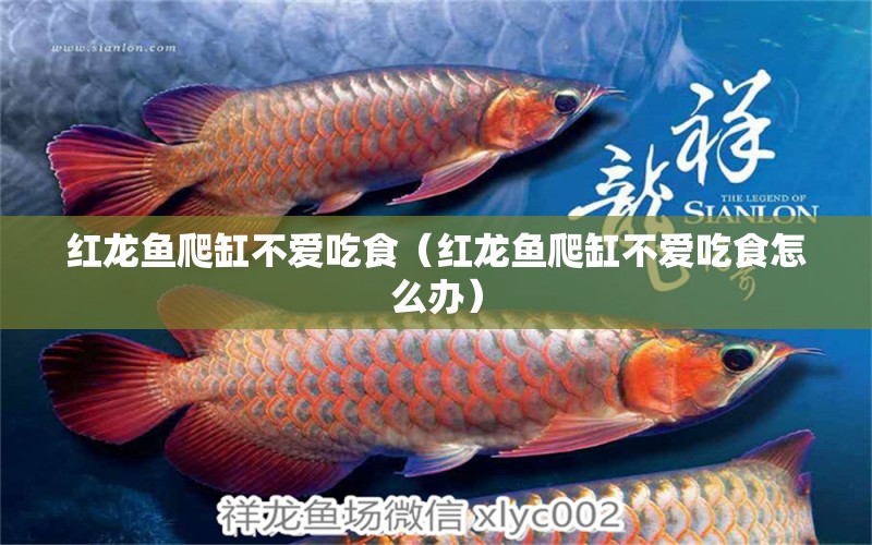 紅龍魚爬缸不愛吃食（紅龍魚爬缸不愛吃食怎么辦）