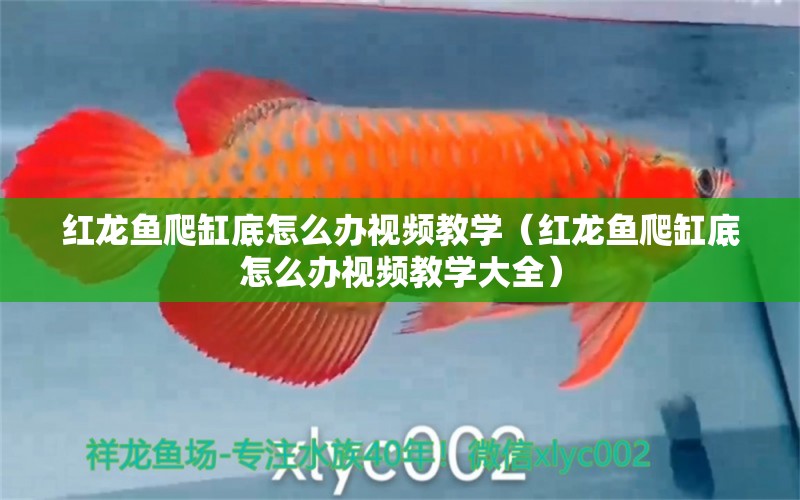 紅龍魚爬缸底怎么辦視頻教學(xué)（紅龍魚爬缸底怎么辦視頻教學(xué)大全） 印尼紅龍魚