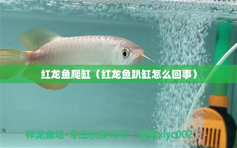 紅龍魚爬缸（紅龍魚趴缸怎么回事）