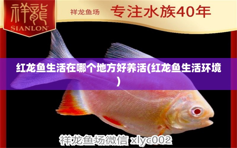 紅龍魚生活在哪個地方好養(yǎng)活(紅龍魚生活環(huán)境) 埃及神仙魚