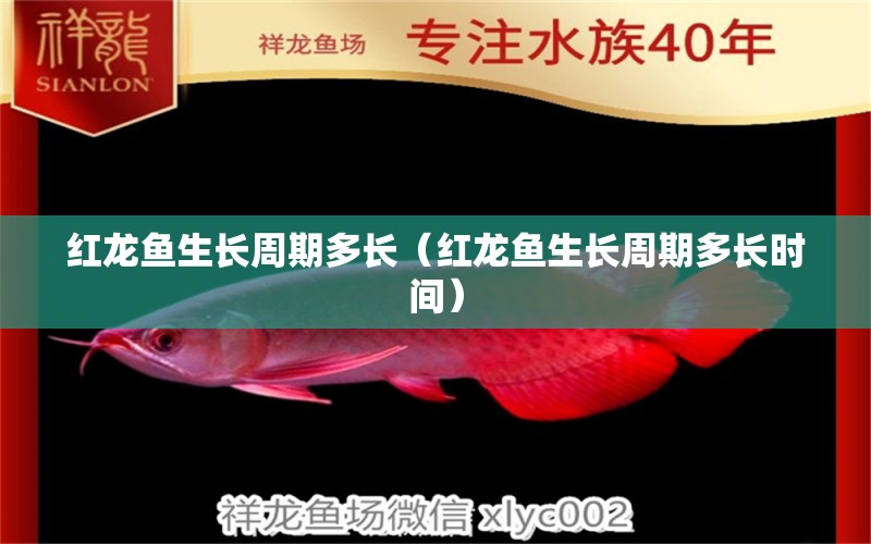 紅龍魚生長周期多長（紅龍魚生長周期多長時間）