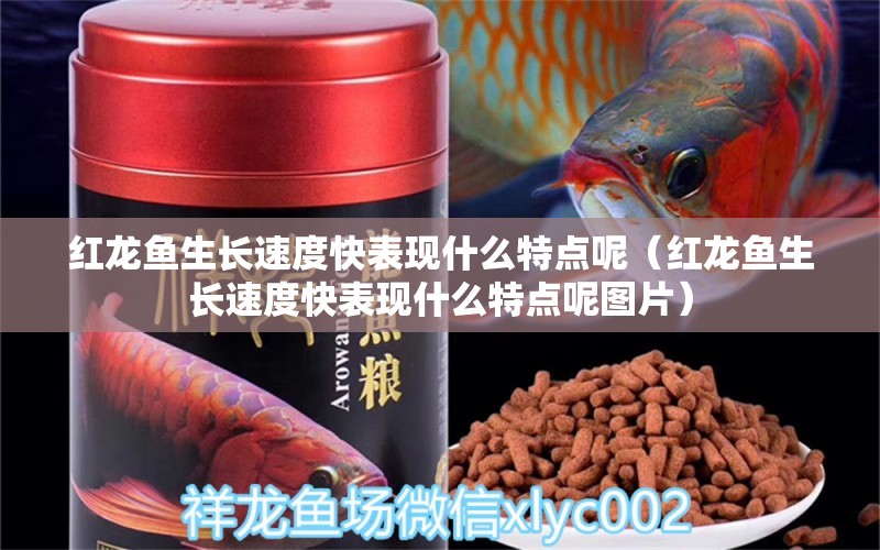 紅龍魚生長速度快表現(xiàn)什么特點呢（紅龍魚生長速度快表現(xiàn)什么特點呢圖片） 龍魚百科