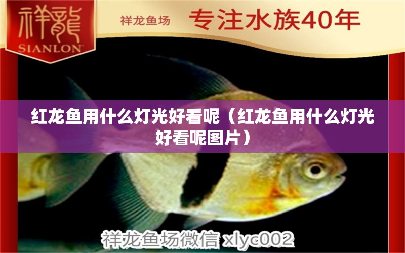 紅龍魚(yú)用什么燈光好看呢（紅龍魚(yú)用什么燈光好看呢圖片） 印尼紅龍魚(yú)