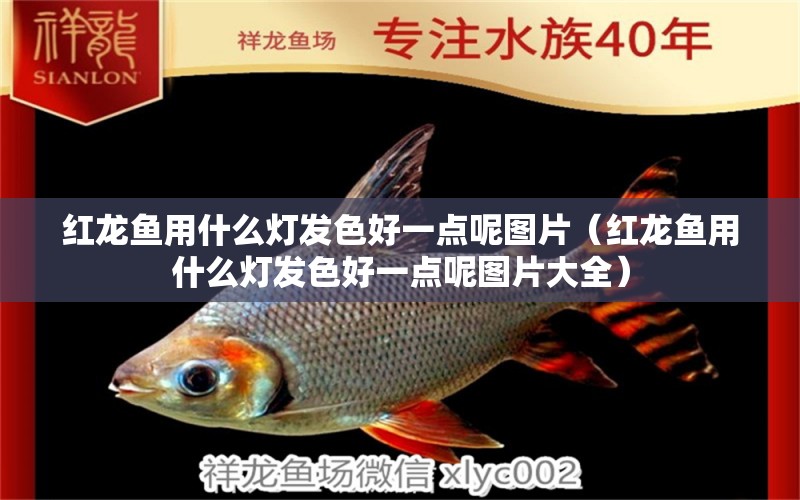 紅龍魚(yú)用什么燈發(fā)色好一點(diǎn)呢圖片（紅龍魚(yú)用什么燈發(fā)色好一點(diǎn)呢圖片大全） 龍魚(yú)百科