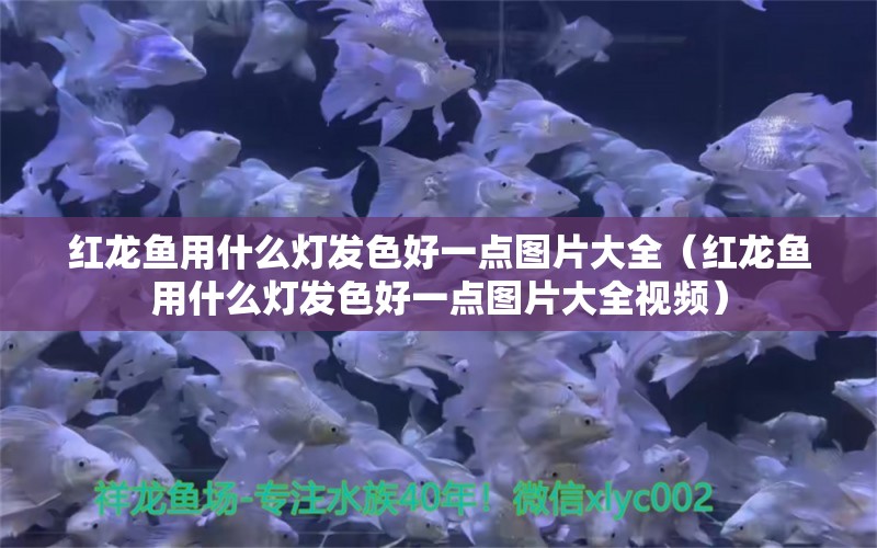 紅龍魚用什么燈發(fā)色好一點(diǎn)圖片大全（紅龍魚用什么燈發(fā)色好一點(diǎn)圖片大全視頻） 印尼紅龍魚