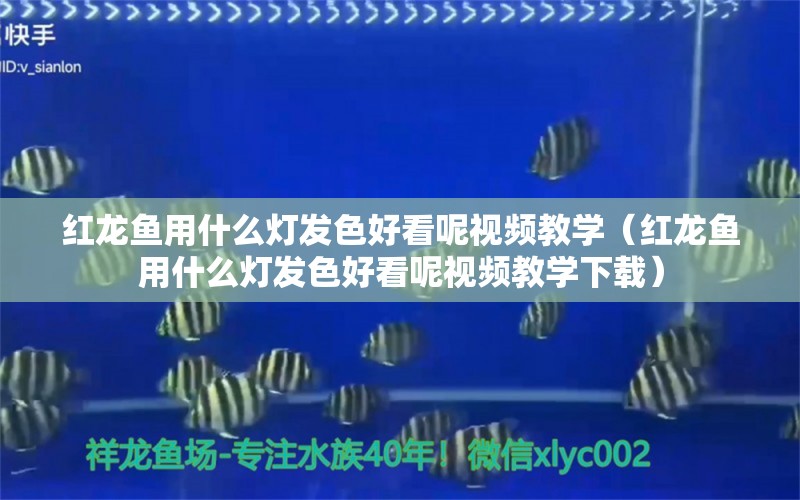 紅龍魚(yú)用什么燈發(fā)色好看呢視頻教學(xué)（紅龍魚(yú)用什么燈發(fā)色好看呢視頻教學(xué)下載） 印尼紅龍魚(yú)