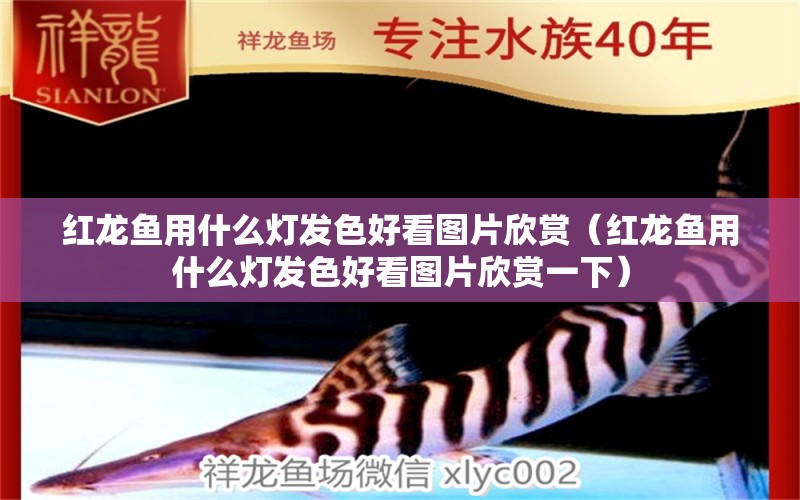 紅龍魚(yú)用什么燈發(fā)色好看圖片欣賞（紅龍魚(yú)用什么燈發(fā)色好看圖片欣賞一下）