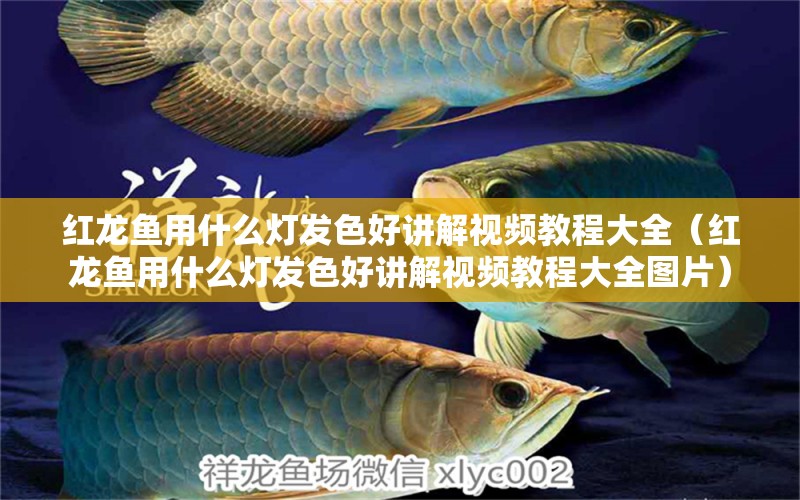 紅龍魚(yú)用什么燈發(fā)色好講解視頻教程大全（紅龍魚(yú)用什么燈發(fā)色好講解視頻教程大全圖片） 印尼紅龍魚(yú)