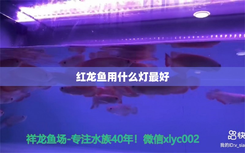 紅龍魚用什么燈最好