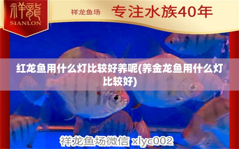 紅龍魚用什么燈比較好養(yǎng)呢(養(yǎng)金龍魚用什么燈比較好)