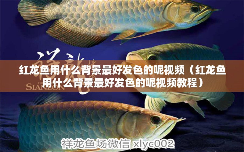 紅龍魚(yú)用什么背景最好發(fā)色的呢視頻（紅龍魚(yú)用什么背景最好發(fā)色的呢視頻教程） 印尼紅龍魚(yú)