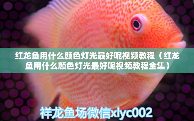 紅龍魚用什么顏色燈光最好呢視頻教程（紅龍魚用什么顏色燈光最好呢視頻教程全集） 印尼紅龍魚