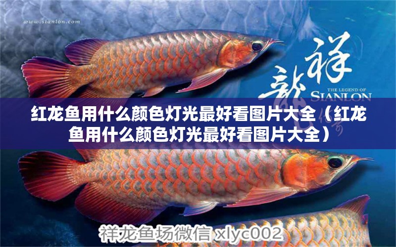 紅龍魚用什么顏色燈光最好看圖片大全（紅龍魚用什么顏色燈光最好看圖片大全） 印尼紅龍魚