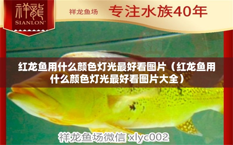 紅龍魚用什么顏色燈光最好看圖片（紅龍魚用什么顏色燈光最好看圖片大全） 印尼紅龍魚