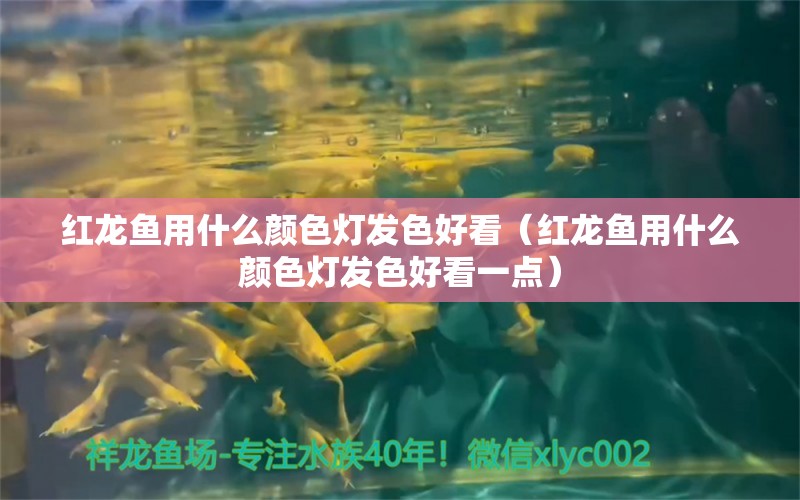 紅龍魚(yú)用什么顏色燈發(fā)色好看（紅龍魚(yú)用什么顏色燈發(fā)色好看一點(diǎn)） 印尼紅龍魚(yú)