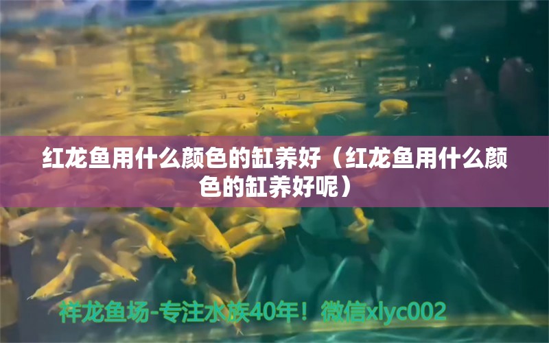 紅龍魚用什么顏色的缸養(yǎng)好（紅龍魚用什么顏色的缸養(yǎng)好呢） 龍魚百科