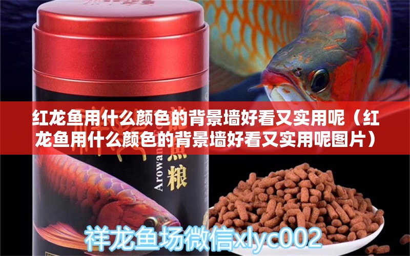 紅龍魚用什么顏色的背景墻好看又實用呢（紅龍魚用什么顏色的背景墻好看又實用呢圖片） 印尼紅龍魚