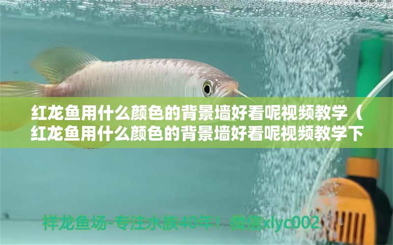 紅龍魚(yú)用什么顏色的背景墻好看呢視頻教學(xué)（紅龍魚(yú)用什么顏色的背景墻好看呢視頻教學(xué)下載）