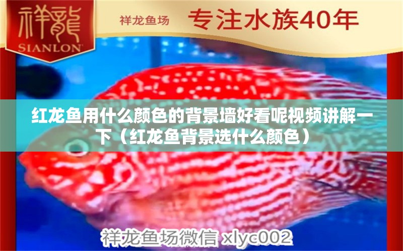 紅龍魚(yú)用什么顏色的背景墻好看呢視頻講解一下（紅龍魚(yú)背景選什么顏色）