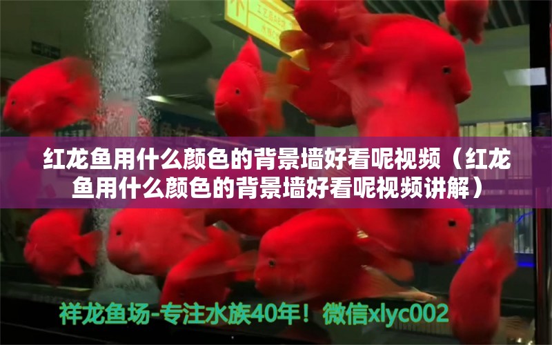 紅龍魚(yú)用什么顏色的背景墻好看呢視頻（紅龍魚(yú)用什么顏色的背景墻好看呢視頻講解）