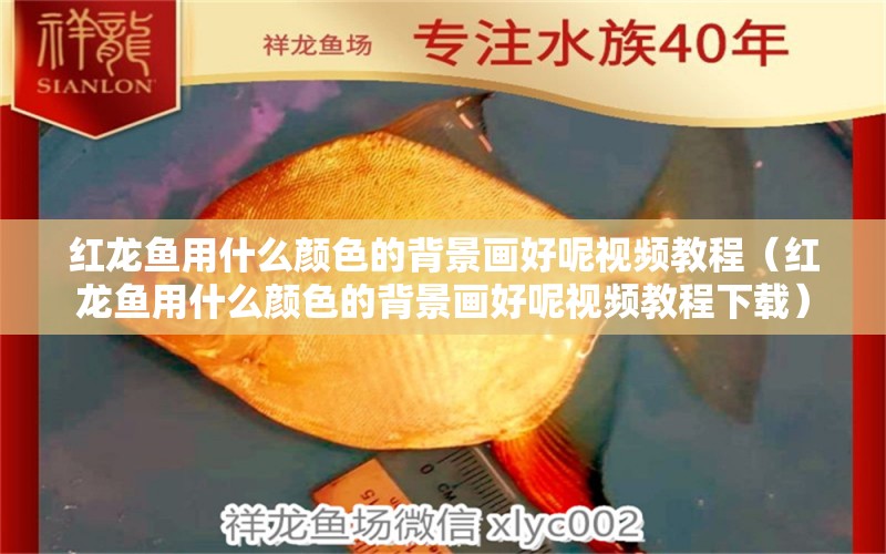 紅龍魚用什么顏色的背景畫好呢視頻教程（紅龍魚用什么顏色的背景畫好呢視頻教程下載）