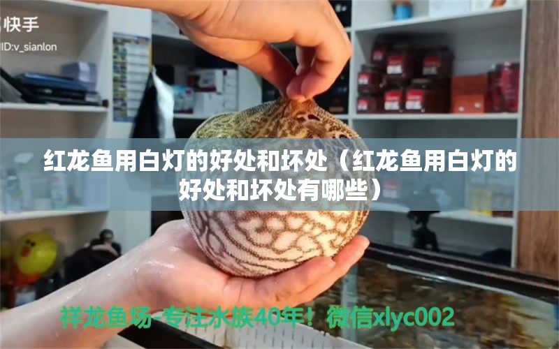 紅龍魚(yú)用白燈的好處和壞處（紅龍魚(yú)用白燈的好處和壞處有哪些） 印尼紅龍魚(yú)