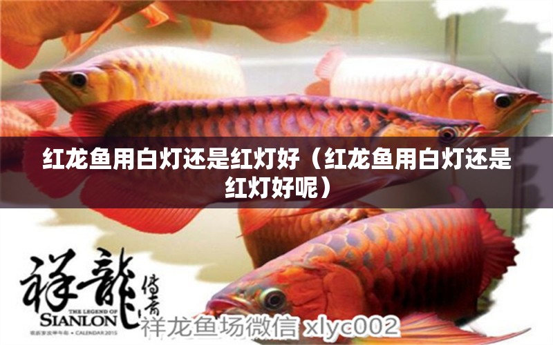 紅龍魚用白燈還是紅燈好（紅龍魚用白燈還是紅燈好呢） 祥龍水族醫(yī)院