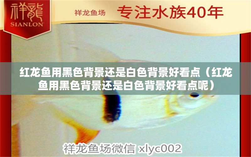 紅龍魚(yú)用黑色背景還是白色背景好看點(diǎn)（紅龍魚(yú)用黑色背景還是白色背景好看點(diǎn)呢） 印尼紅龍魚(yú)